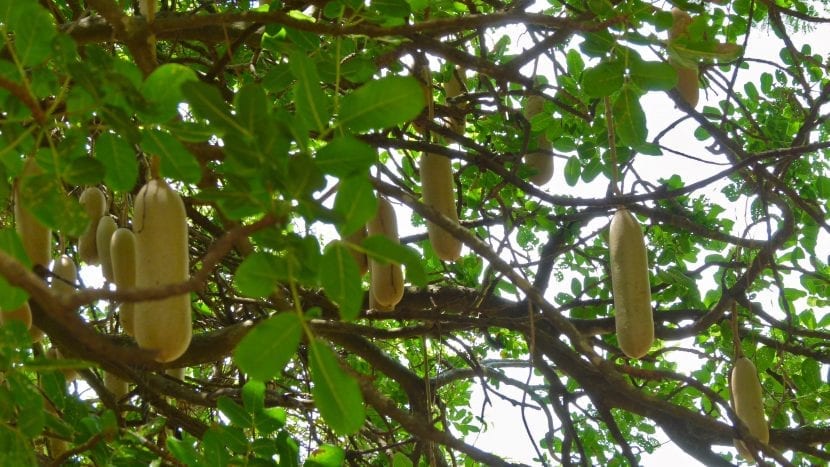 Kigelia africana o árbol de las salchichas con sus frutos colgantes