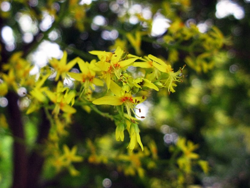 Panículas de flores amarillas del jabonero de la China