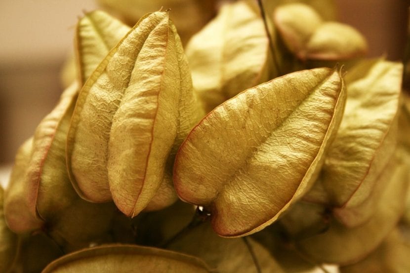Cápsulas infladas en forma de farolillo de Koelreuteria paniculata