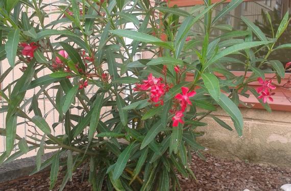 Flores rosadas de adelfa (Nerium oleander) con sus hojas lanceoladas