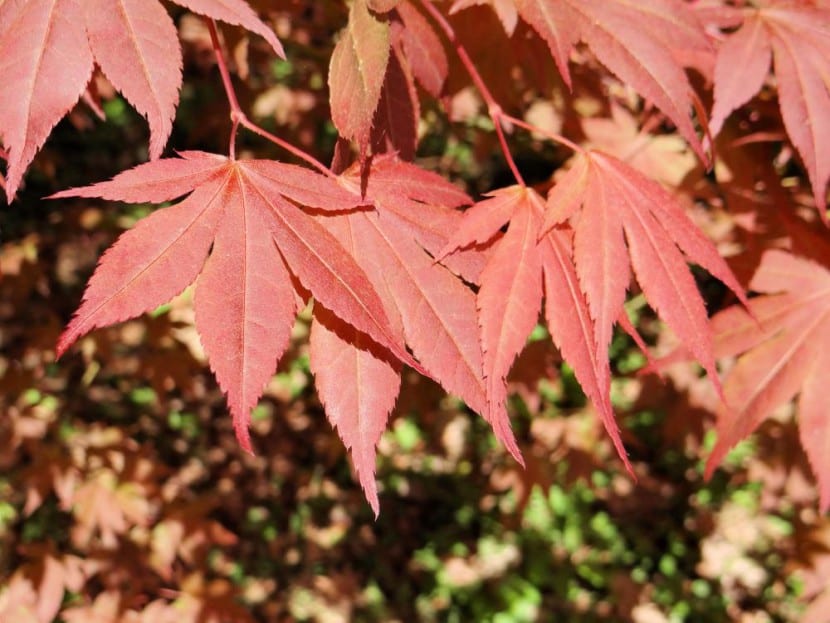 Acer palmatum Atropurpureum con follaje rojo púrpura