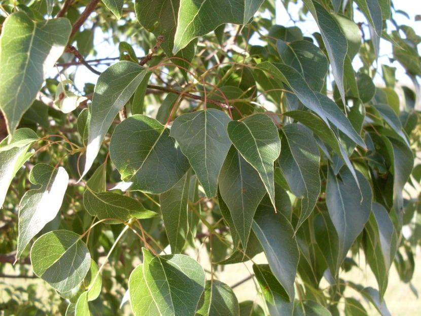 Brachychiton populneus o árbol botella, perennifolio en climas suaves