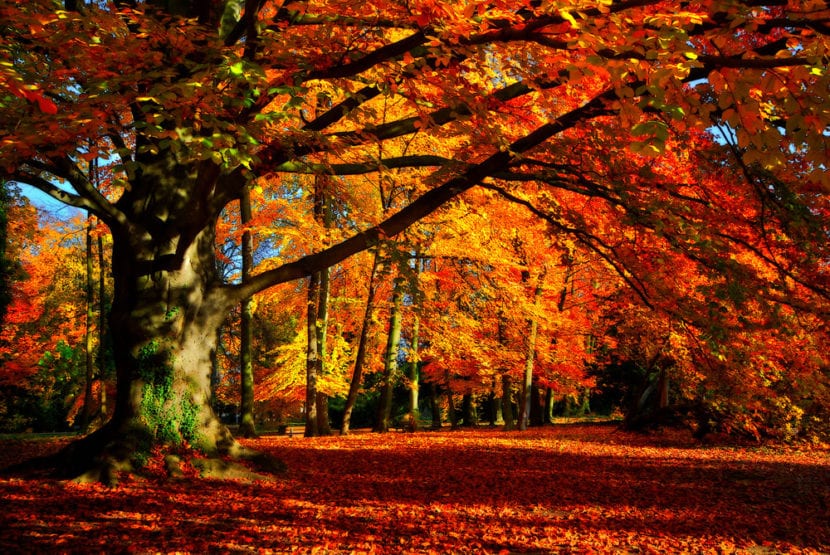 Árbol de hoja caduca con la coloración de otoño