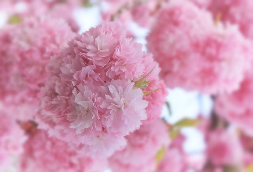 Detalle de las flores dobles de un cerezo japonés