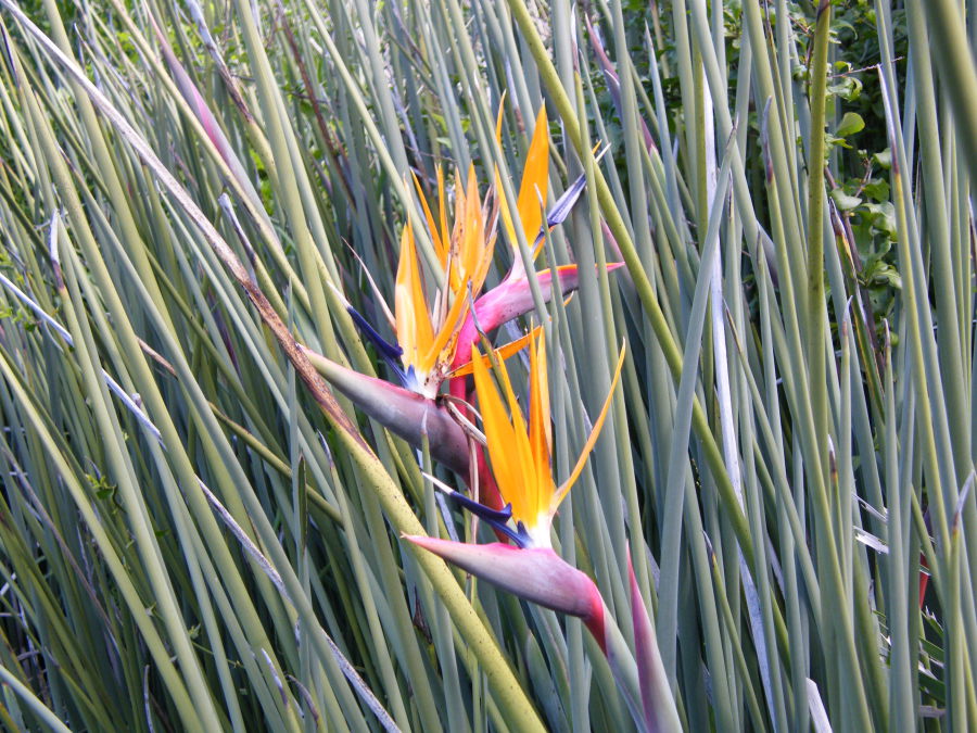 Hojas cilíndricas de Strelitzia juncea