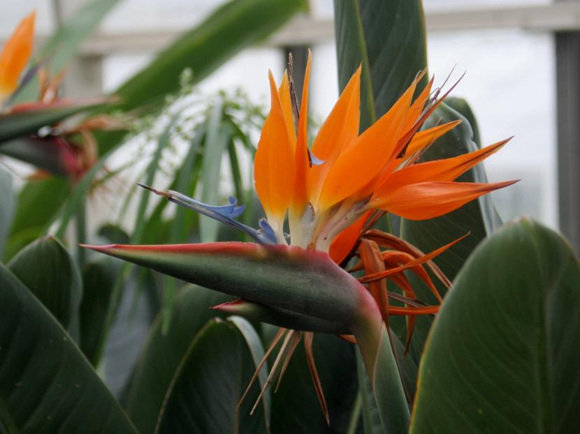 Flor naranja y azul de Strelitzia reginae