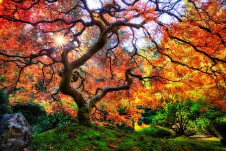 Arce japonés con el follaje teñido de rojo en otoño