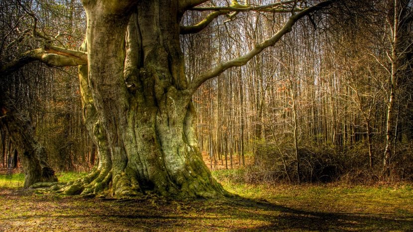 Árbol viejo de tronco grueso