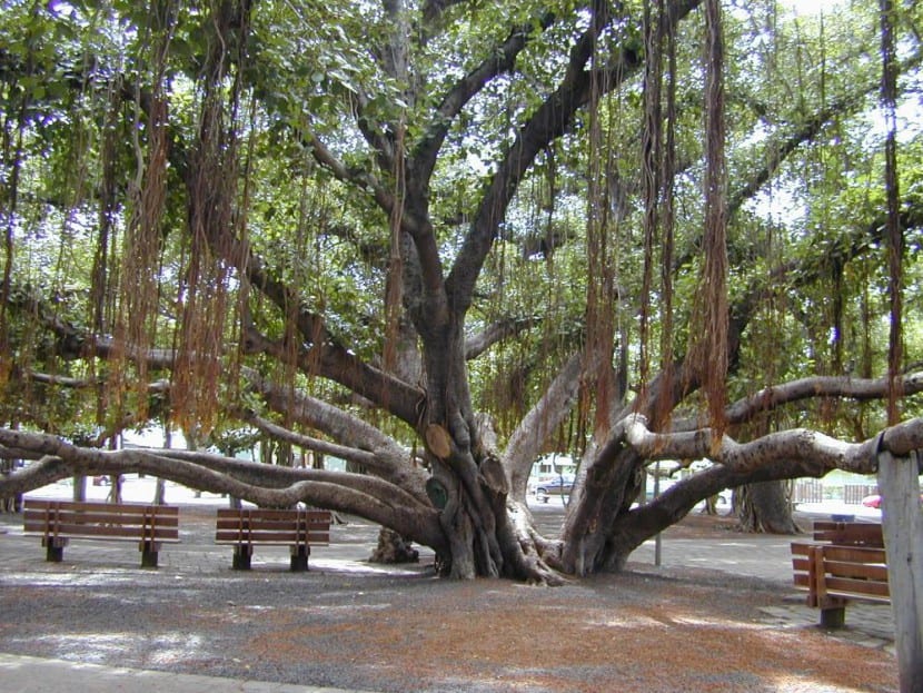 Ejemplar adulto de Ficus benghalensis con sus raíces columnares