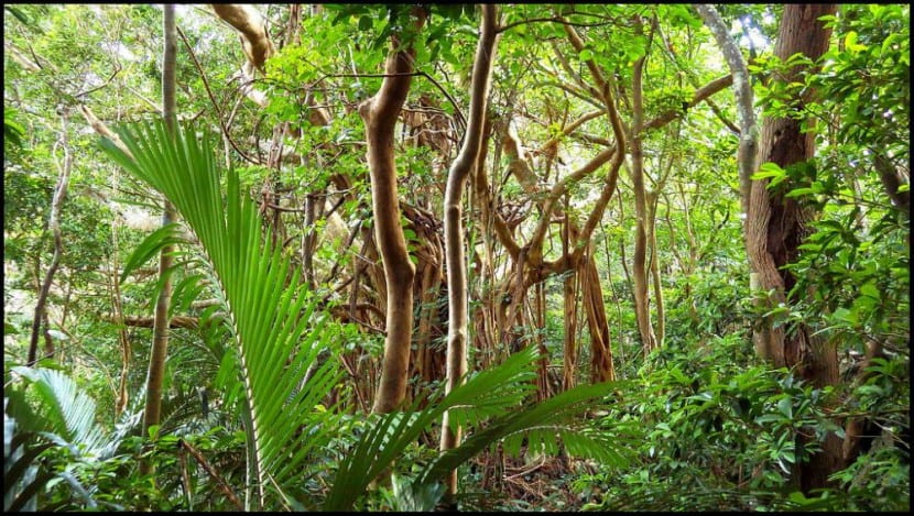 Higuera estranguladora en su hábitat tropical