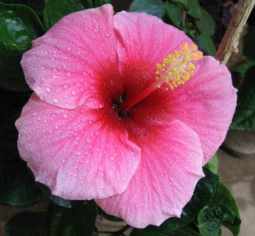 Hibisco rosa de China: cultivo, poda y floración