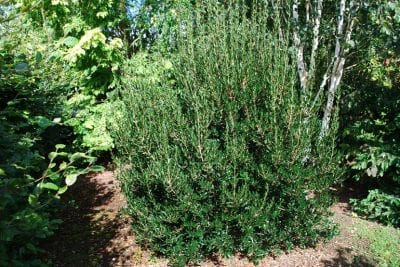 Arbusto de labiérnago, Phillyrea angustifolia