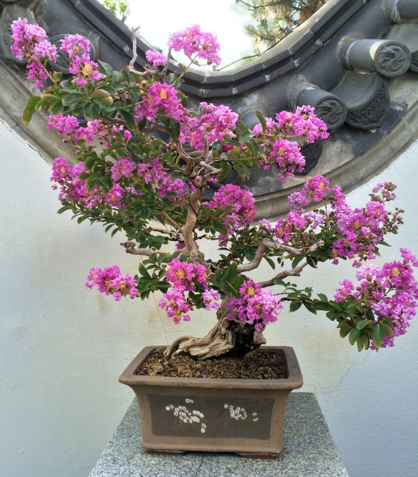 Lagerstroemia indica trabajada como bonsái