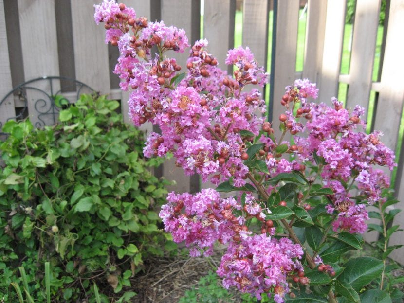 Panícula en flor de Lagerstroemia indica en verano