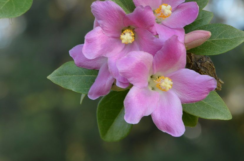 Flores rosadas de Lagunaria patersonii