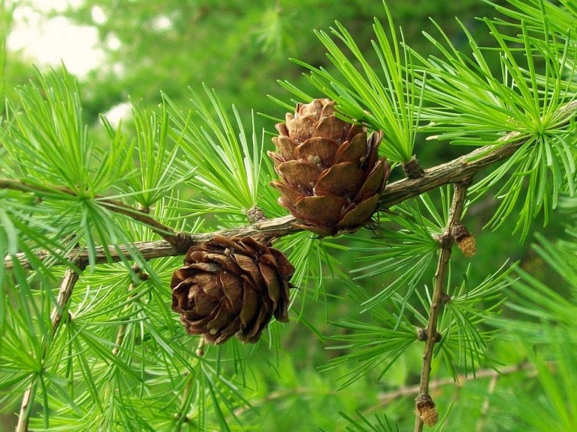 Conos pequeños y erectos de Larix decidua sobre la rama