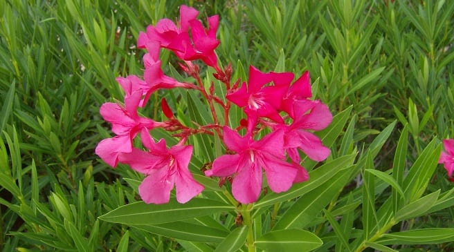 Plantas ornamentales de jardín con partes tóxicas