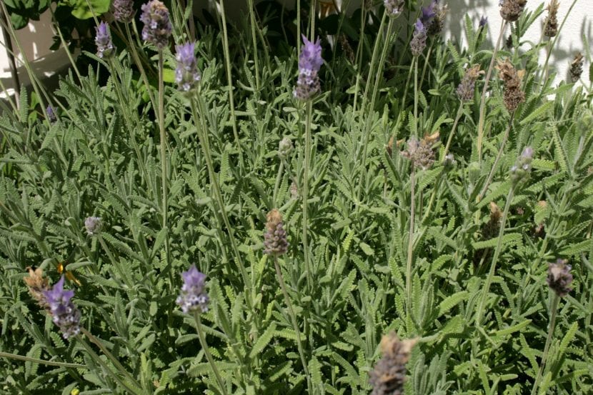 Detalle de las hojas dentadas de Lavandula dentata