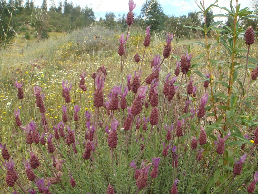 Campo cubierto de lavanda en floración