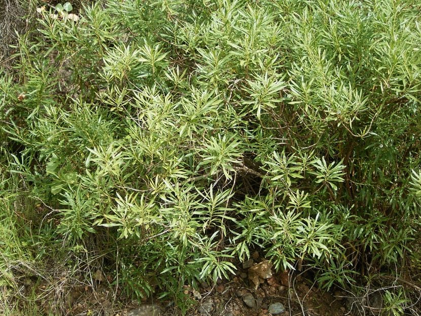 Arbusto de Globularia salicina con follaje perenne
