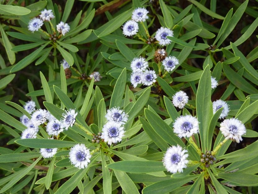 Capítulos globosos azulados de las flores de Globularia salicina