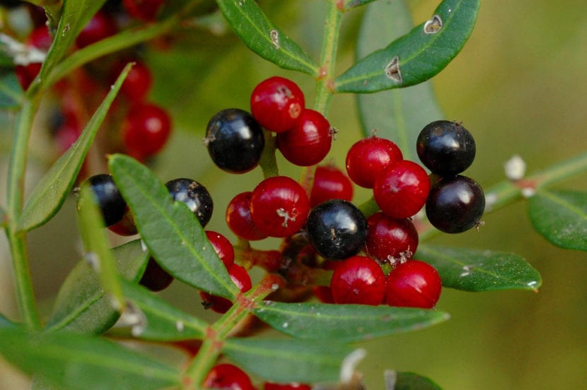 Frutos del lentisco pasando de rojo a negro