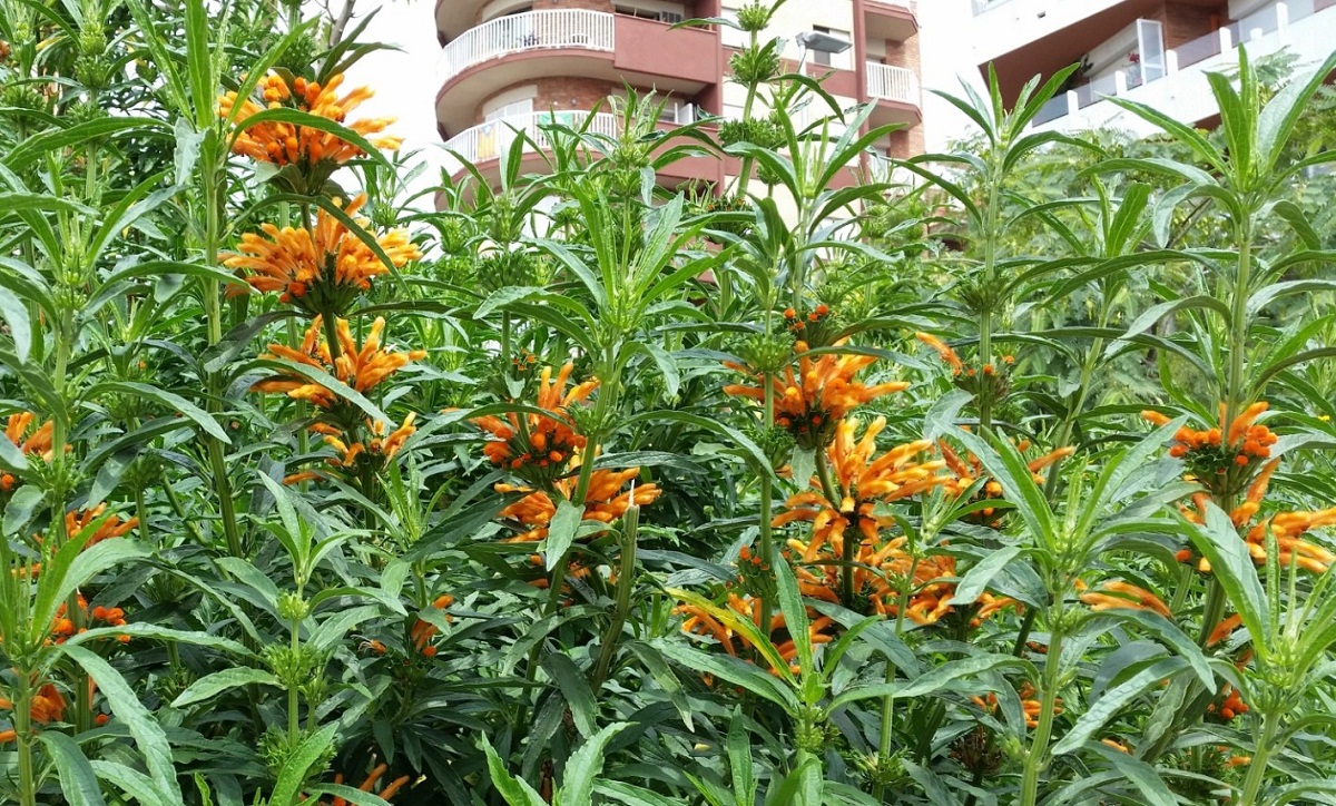 Leonotis leonurus: cuidados, poda y floración de otoño