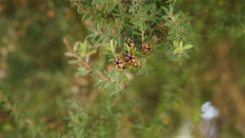 Cápsulas leñosas de Leptospermum en la rama