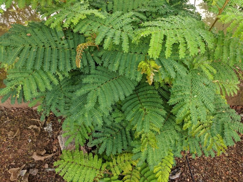 Ejemplar de Leucaena leucocephala con su follaje bipinnado
