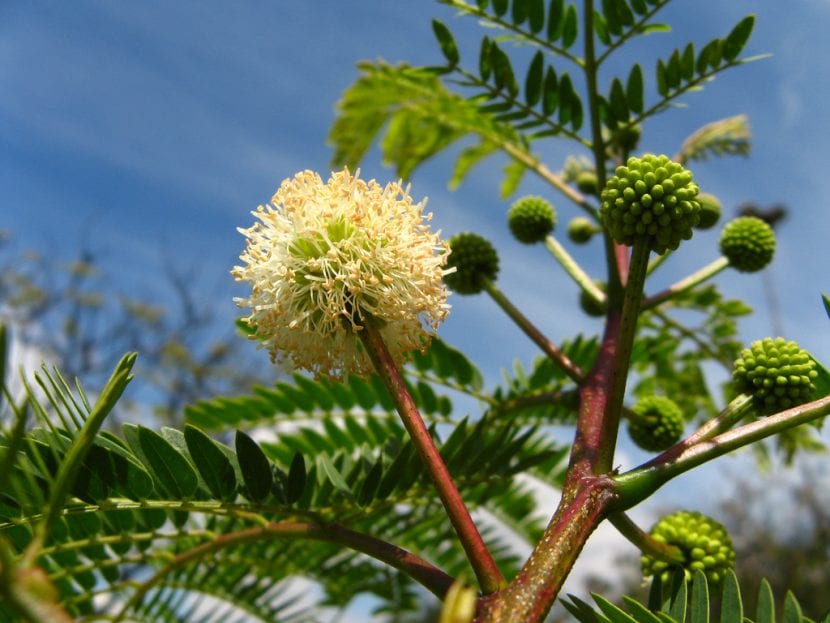 Capítulo globoso blanco de Leucaena leucocephala