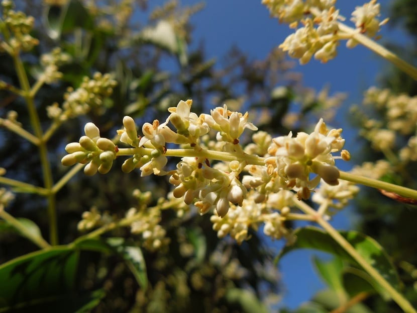 Panículas de flores blancas del Ligustrum japonicum