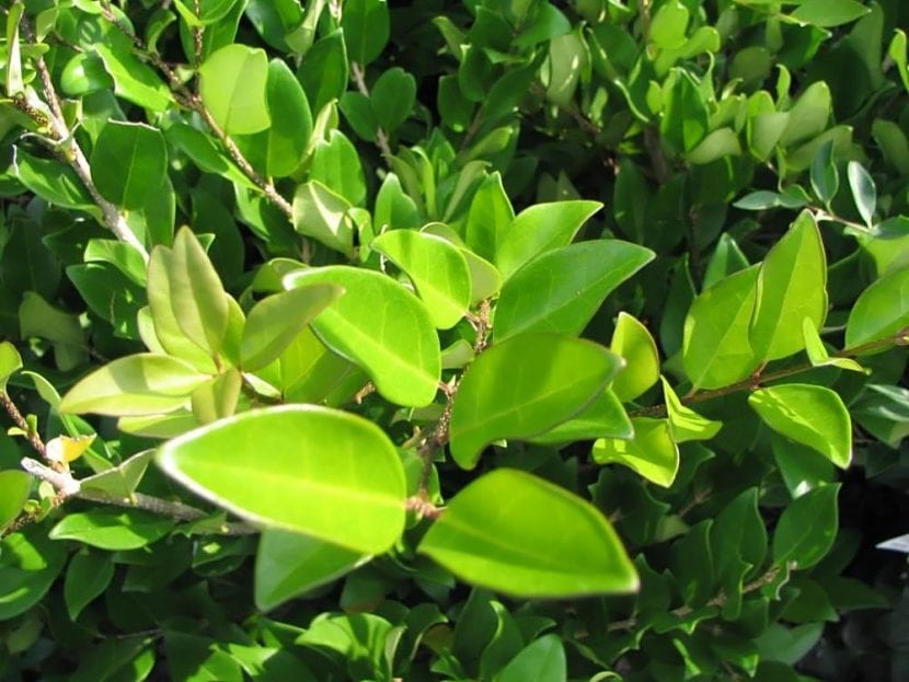 Hojas coriáceas y brillantes del Ligustrum lucidum