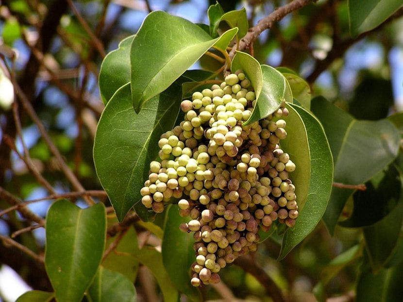 Frutos azul negruzcos del aligustre arbóreo en racimos densos