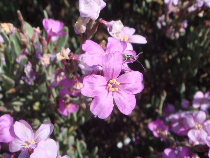 Flores rosas de Limoniastrum monopetalum sobre follaje gris