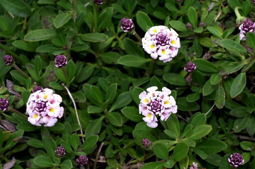 Inflorescencias redondeadas de lippia, de color blanco a rosado, sobre el tapiz de hojas