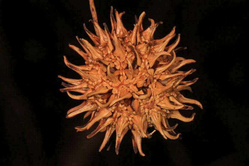 Fruto espinoso del liquidámbar