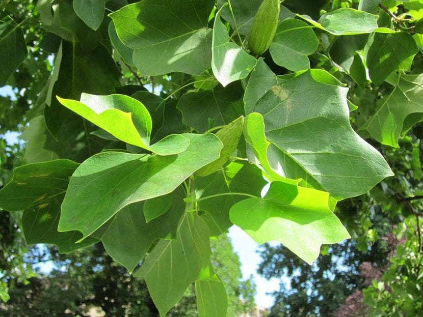 Hojas de Liriodendron tulipifera con el ápice truncado