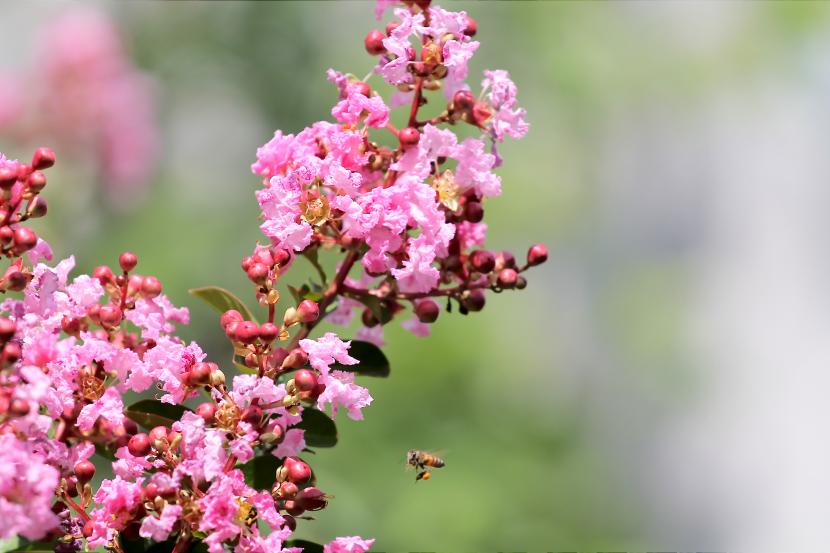 Lagerstroemia indica en flor durante el verano