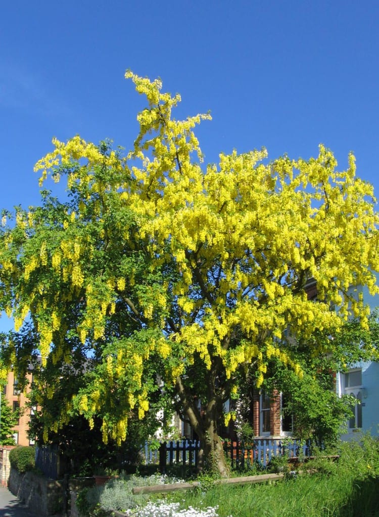 Racimos colgantes amarillos de Laburnum anagyroides en plena floración
