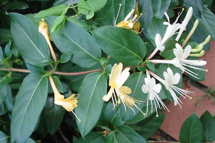 Flores blancas y amarillas de Lonicera japonica