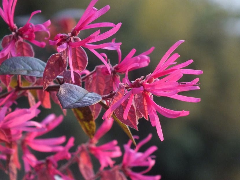 Flor de loropetalum con pétalos en forma de cinta