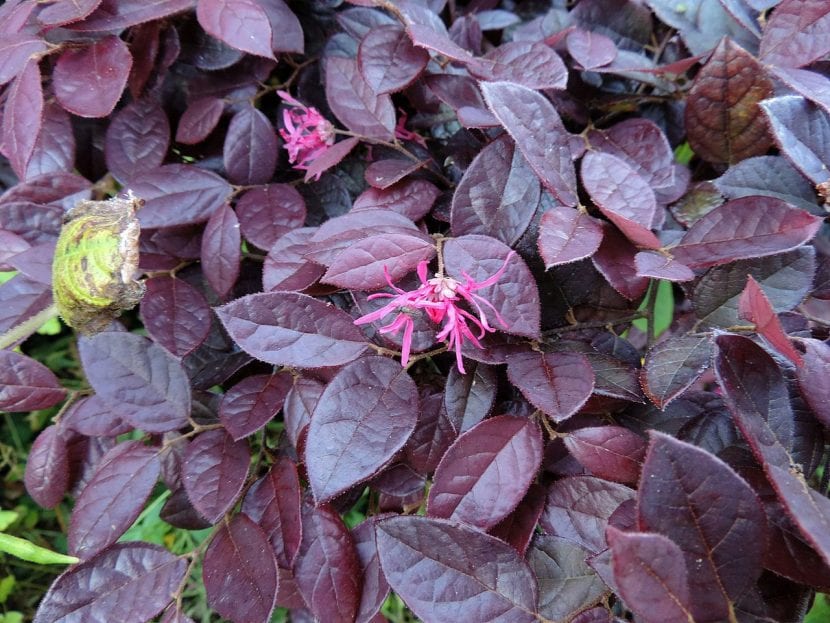 Loropetalum chinense var. rubrum con flores rosa fucsia