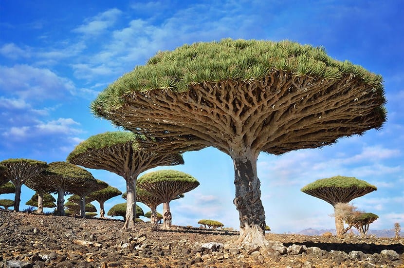 Árbol de silueta singular recortado contra el cielo