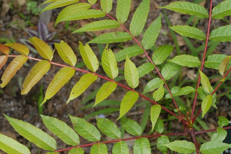 Hoja compuesta imparipinnada de Toona sinensis