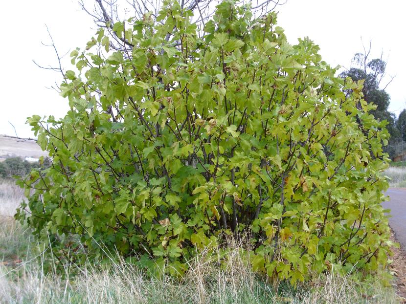 Higuera, Ficus carica