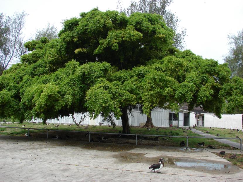 Ficus en el jardín: cuánto espacio necesitan de verdad