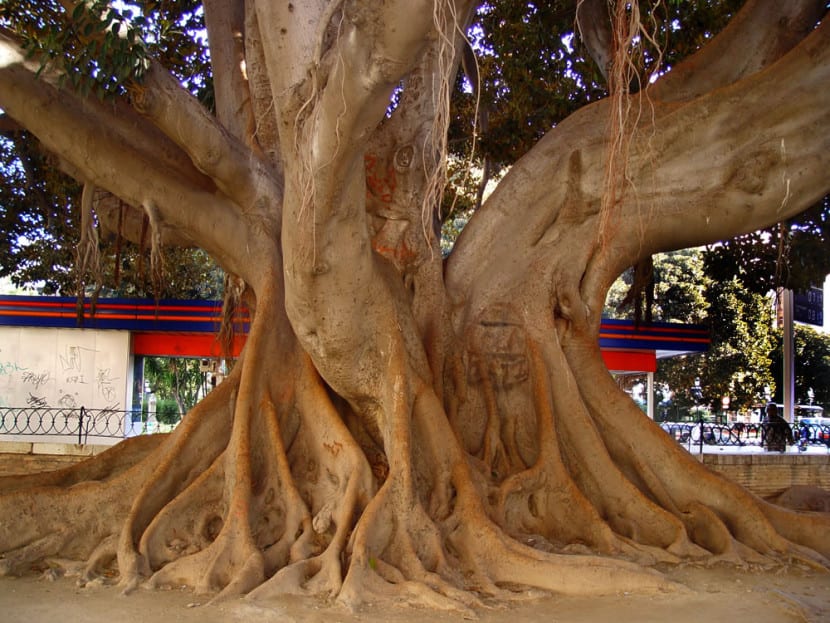 Raíces superficiales de un ficus levantando el terreno