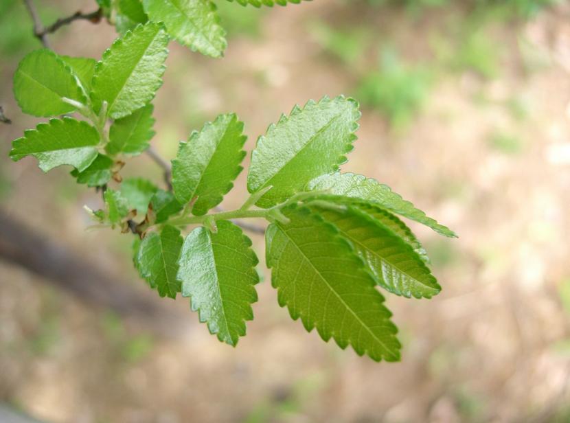 Olmo chino, Ulmus parvifolia, con su corteza exfoliante