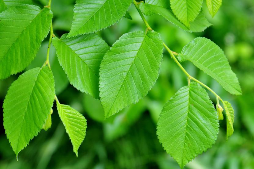 Olmo común, Ulmus minor
