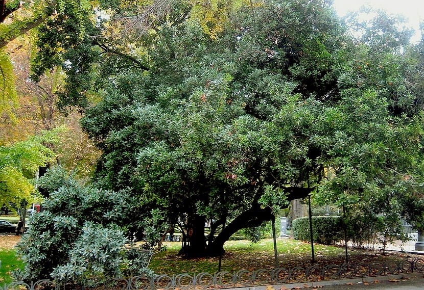 Madroño (Arbutus unedo): cultivo, cuidados y fruto comestible